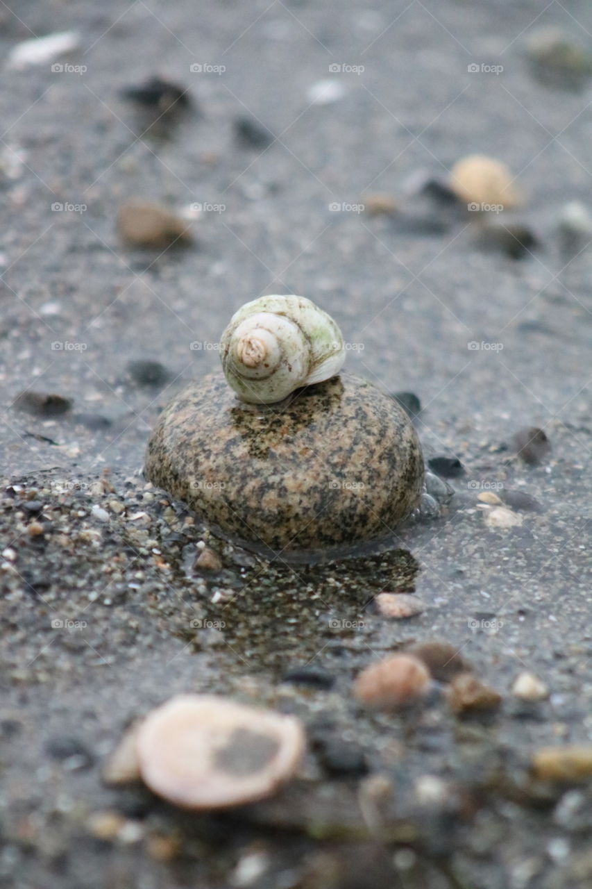 Lonely shell