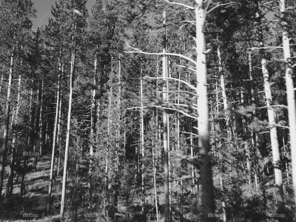 A black and white photo of trees in Yellowstone National Park.