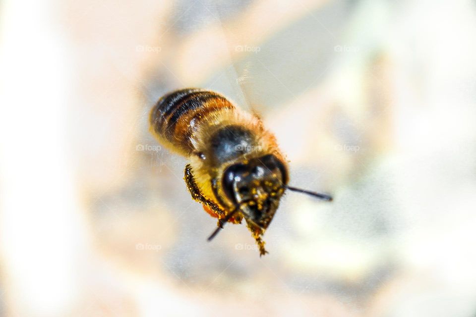 Bee flying