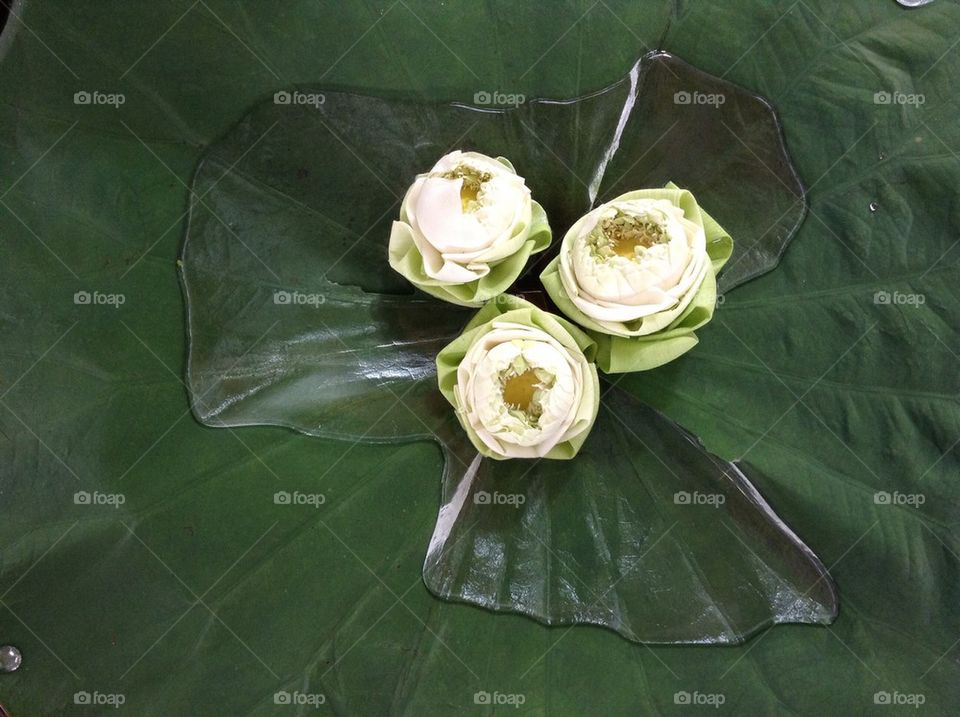 Lily lotus flower