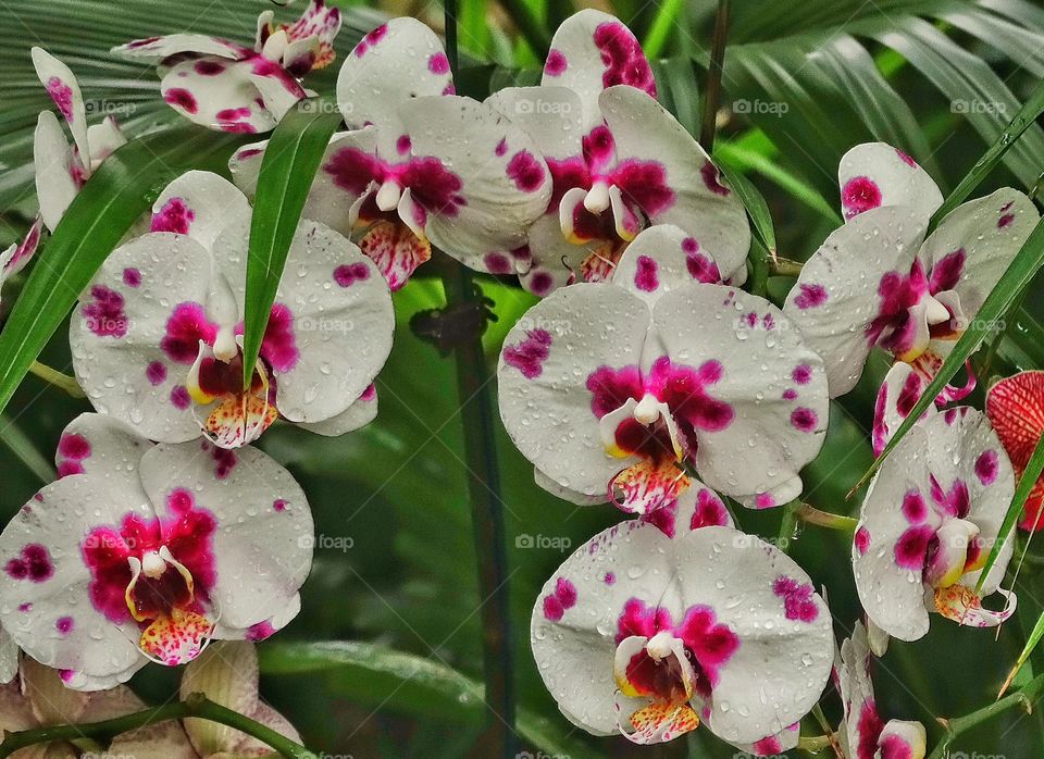 Wild Orchids. Colorful Wild Tropical Orchids
