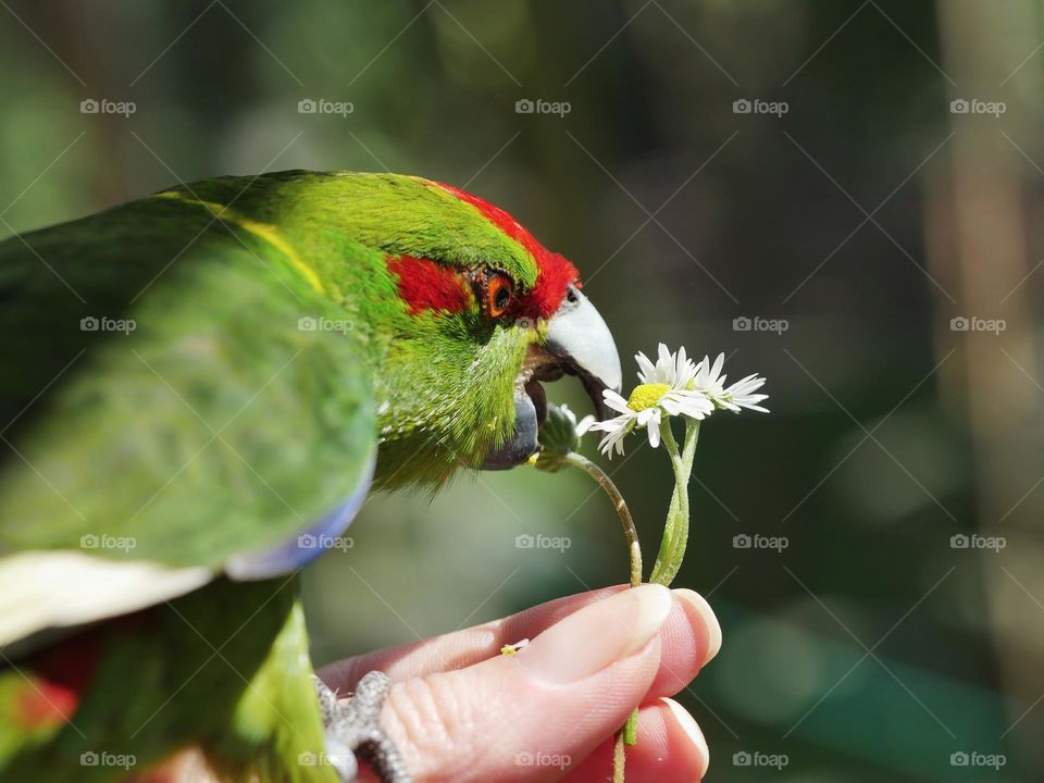 Kakariki parakeet