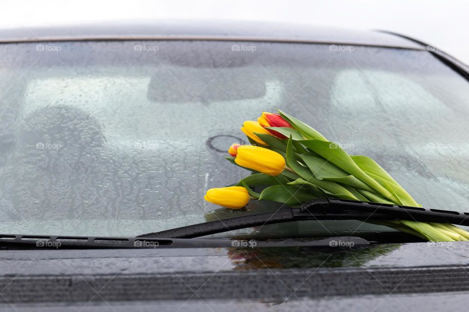 Beautiful spring tulips on car window glass in rainy day