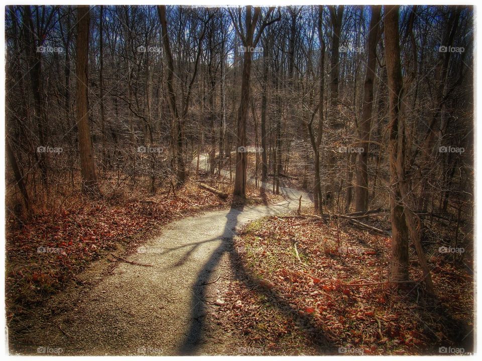 Tree, Fall, Wood, Landscape, Nature