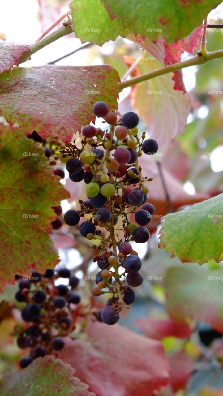 Grapes on a vineyard