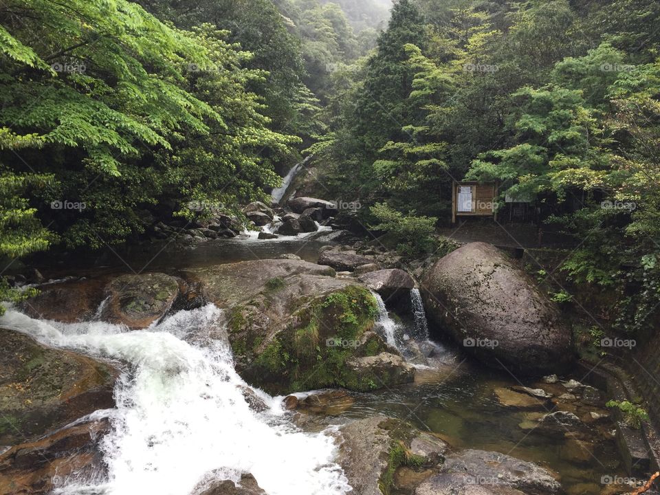 Hiking through the shiratani unsuikyo in Yakushima