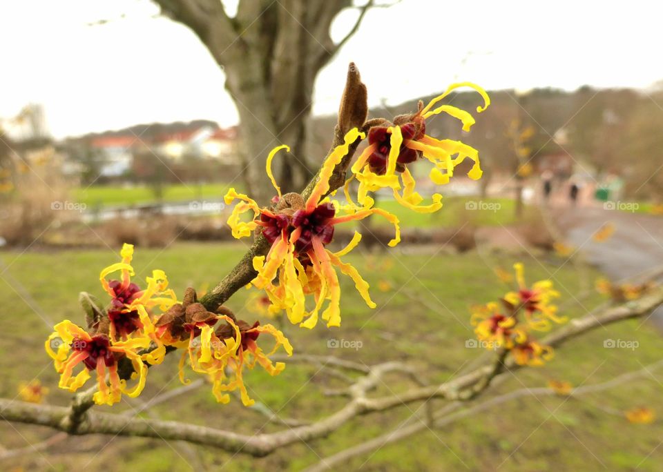 Springtime flower