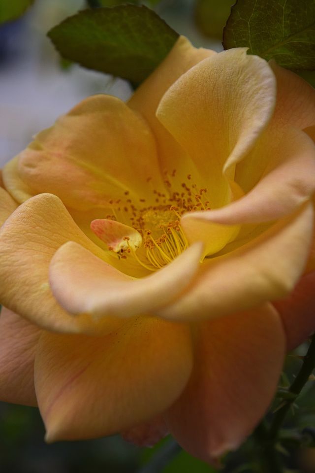 Yellow roses 