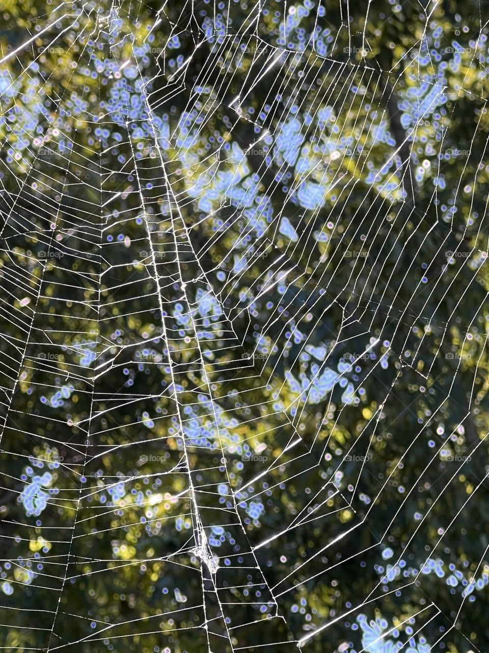 Spiderweb