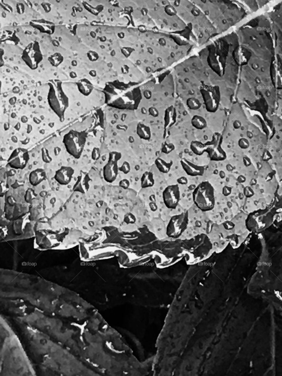 Rain on leaf black-and-white photo