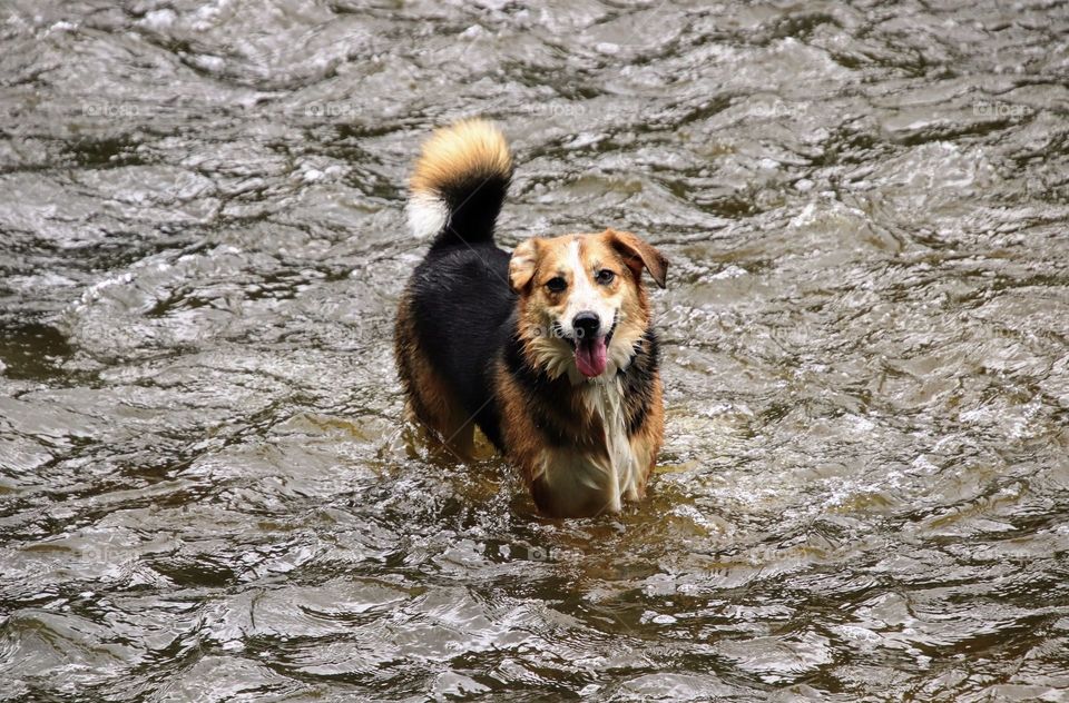 Dog enjoying the water