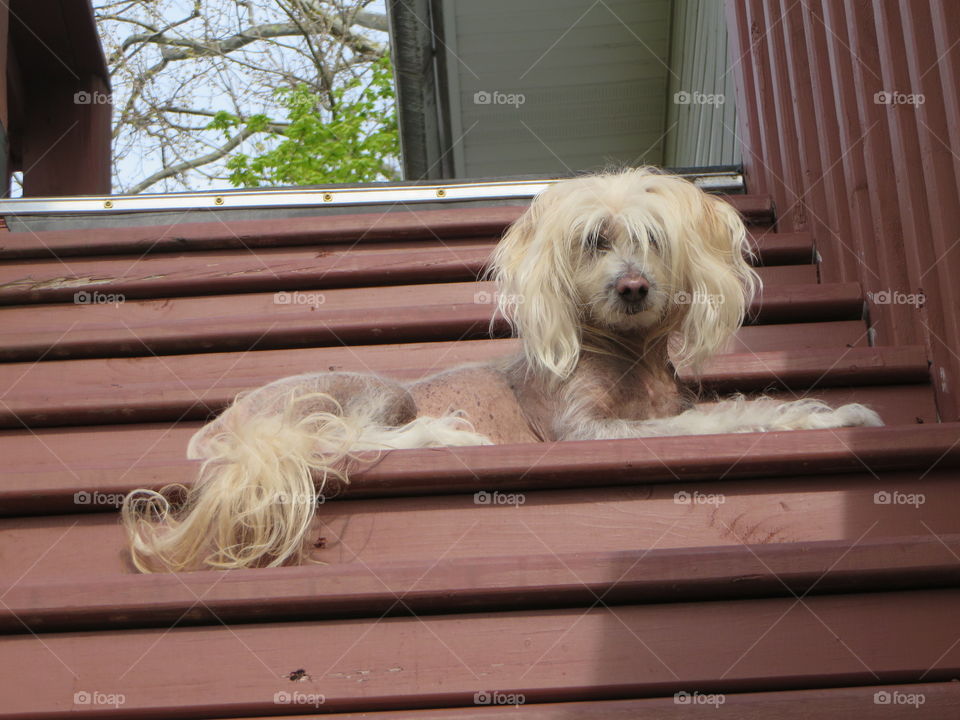 Chinese Crested Hairy Hairless dog