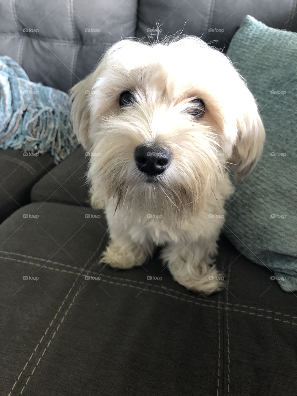 Close-up of morkie puppy after her walk