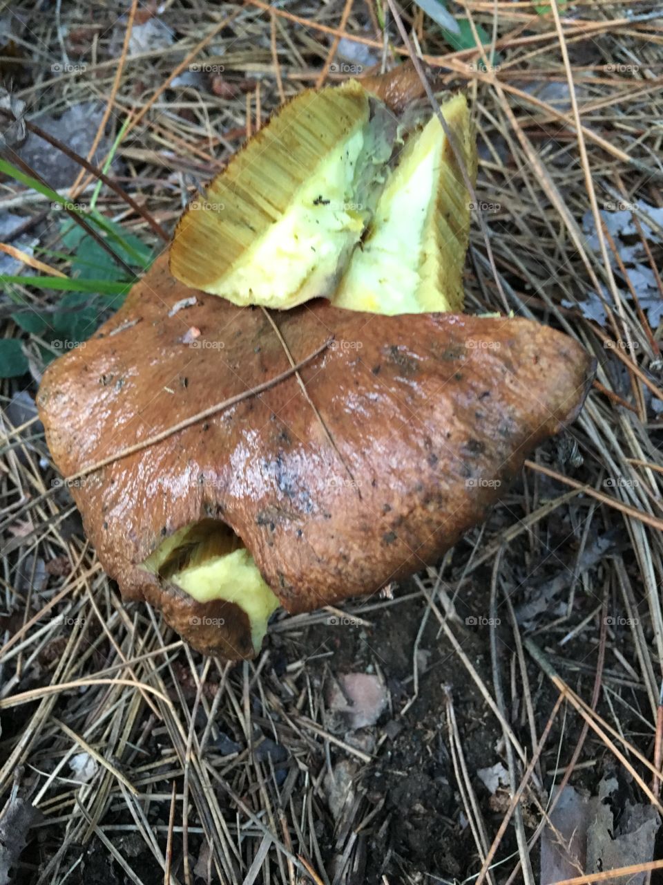 Wild mushroom. Poisonous or not?