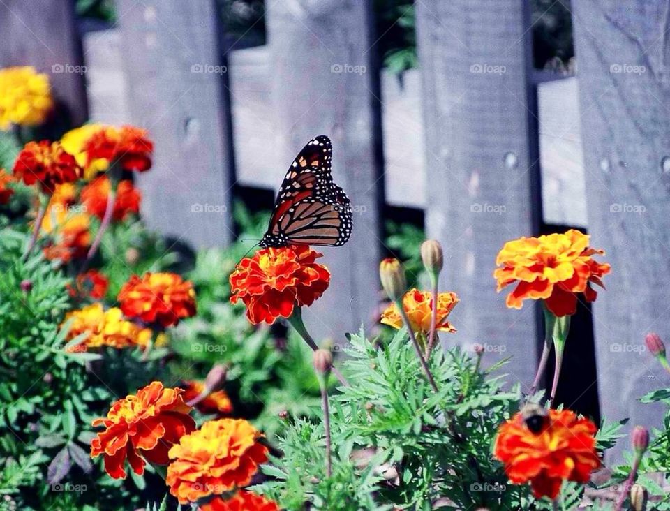 Butterfly flowers