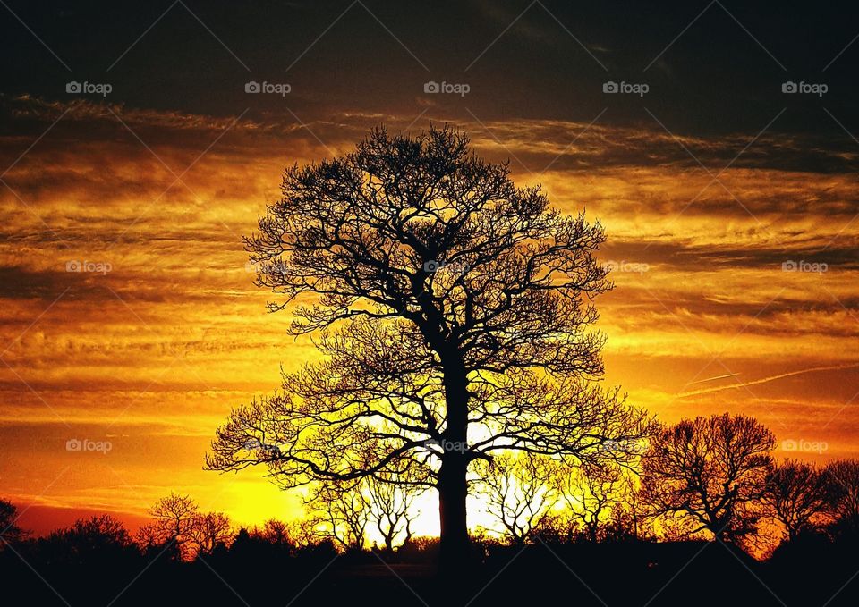 Tree in setting sun