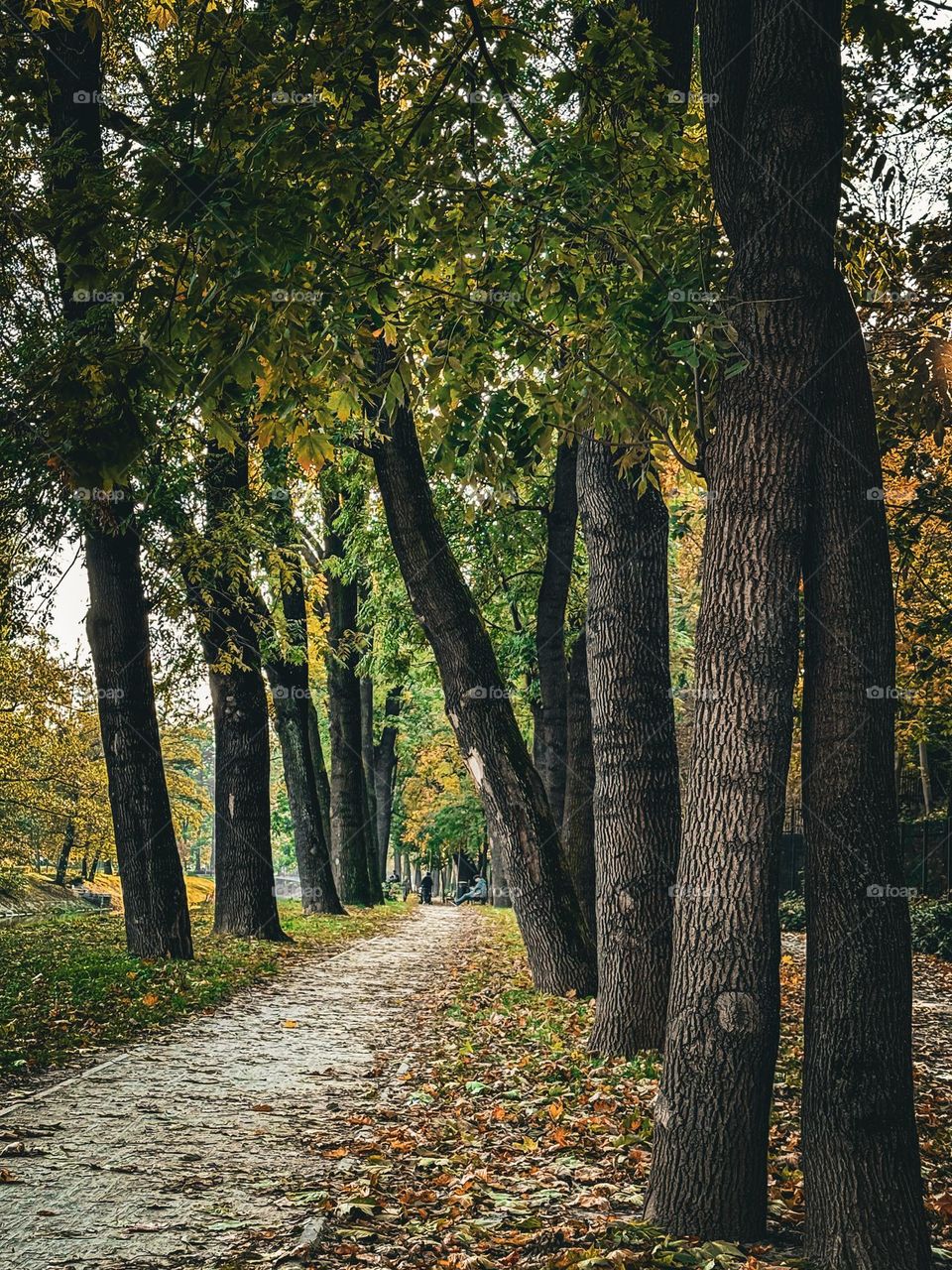 Park with lots of trees along the alley, lots of yellow and green leaves laying on the ground, cozy autumn atmosphere, autumn park