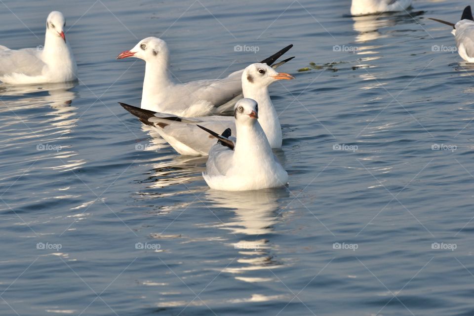 seagulls