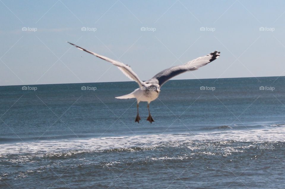 Seagull