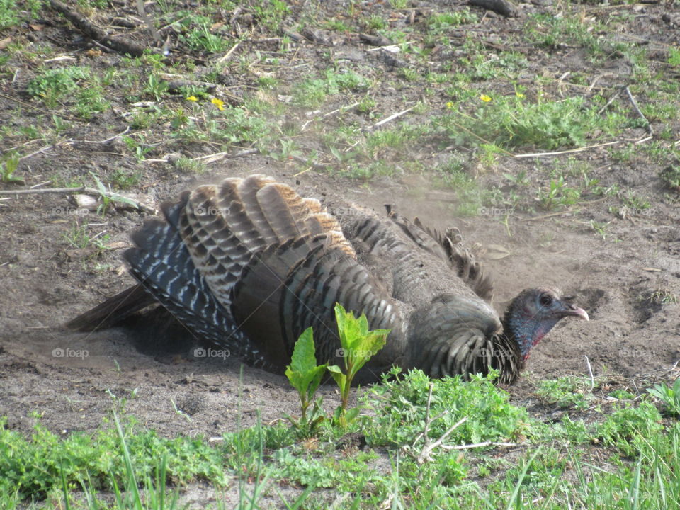 Nature, Bird, Wildlife, Wild, Animal