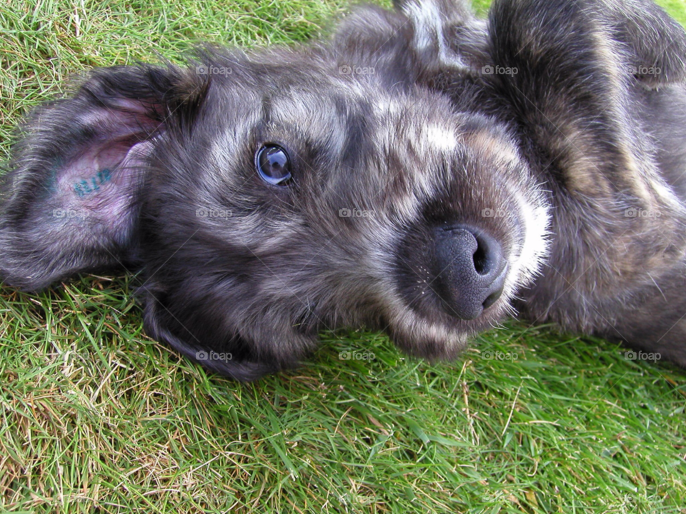 dog puppy hund valp by kalubro