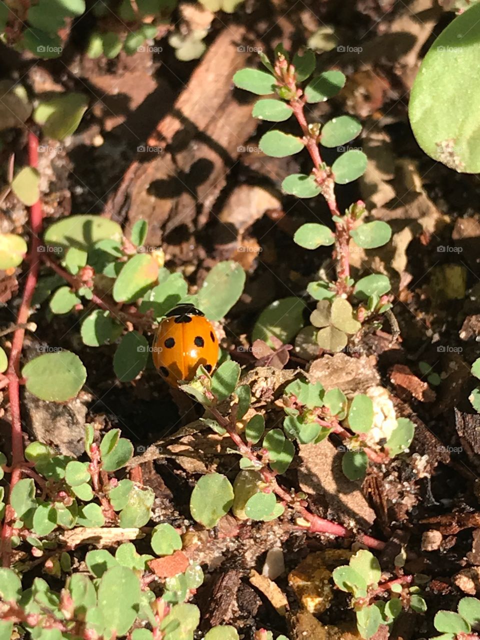 Lone Ladybug in the Flower Bed