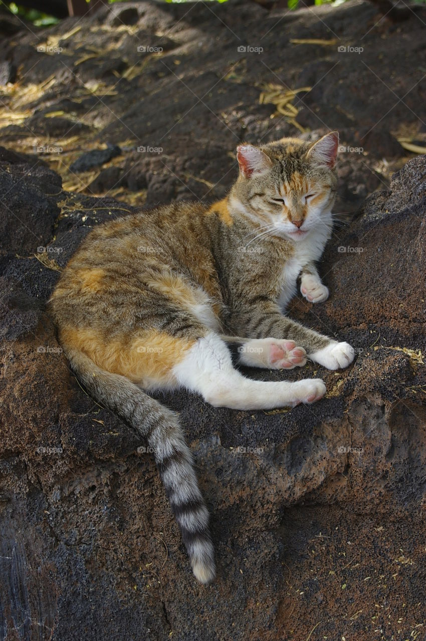 Hawaiian cat snoozing on the rocks