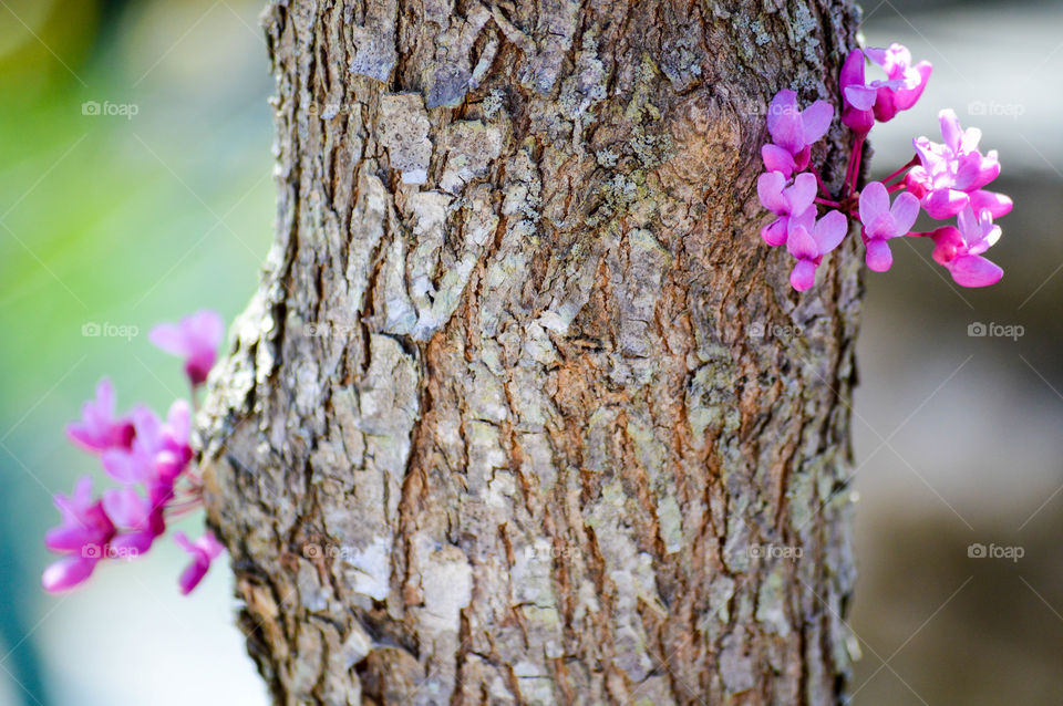 Purple flowers growing out of a tree trunk