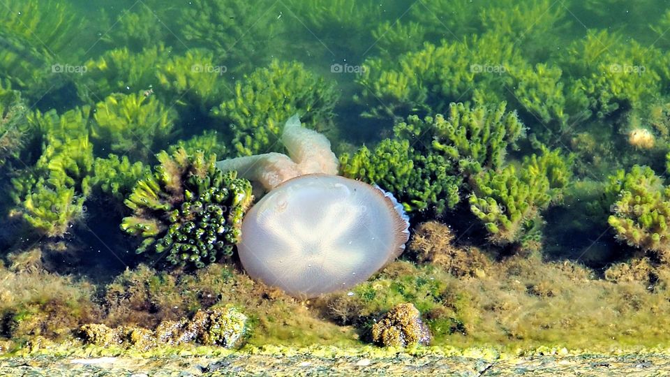 a jellyfish underwater