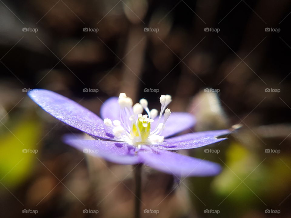 flower macro