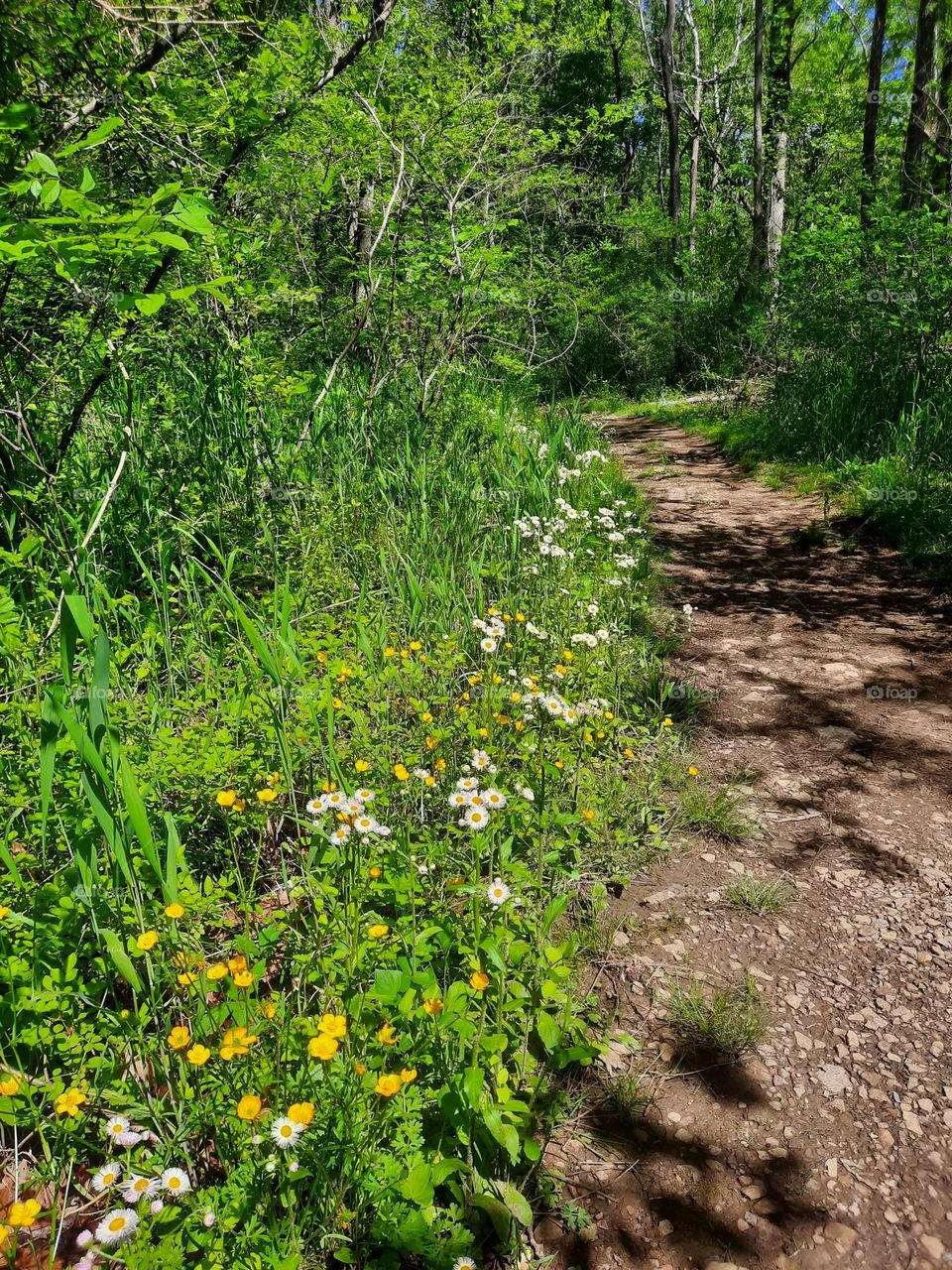 Hiking with the wildflowers 