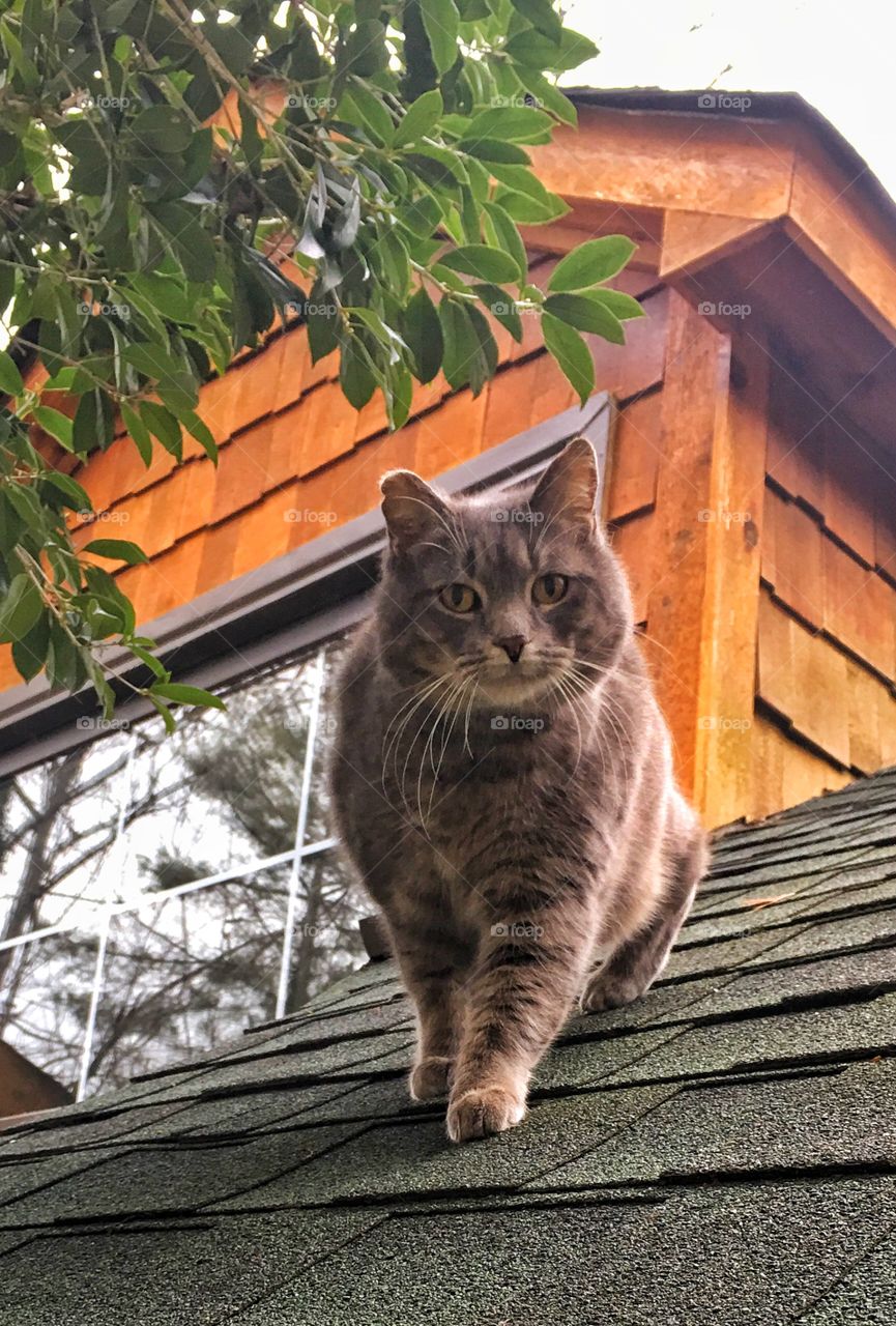 Cat on the roof