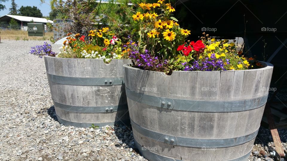 Wine Country  Flowers. Summertime flowers in wine barrels.