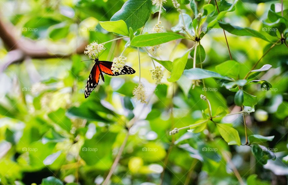 Butterfly In The Garden