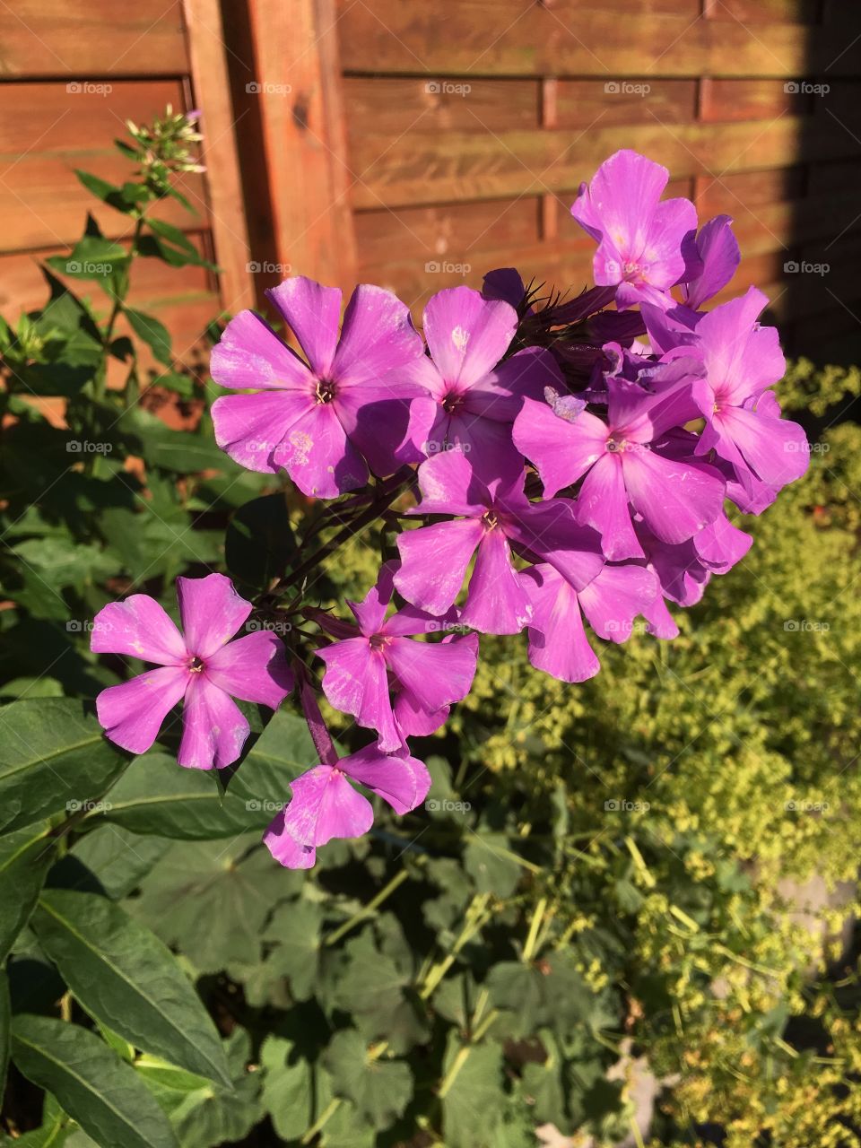 Pink flowers