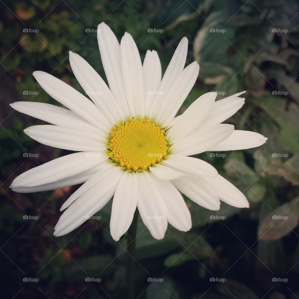 Daisy. Flower