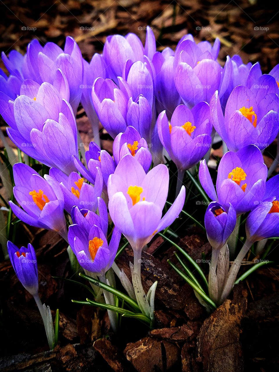 Purple saffron flowers.  Nature