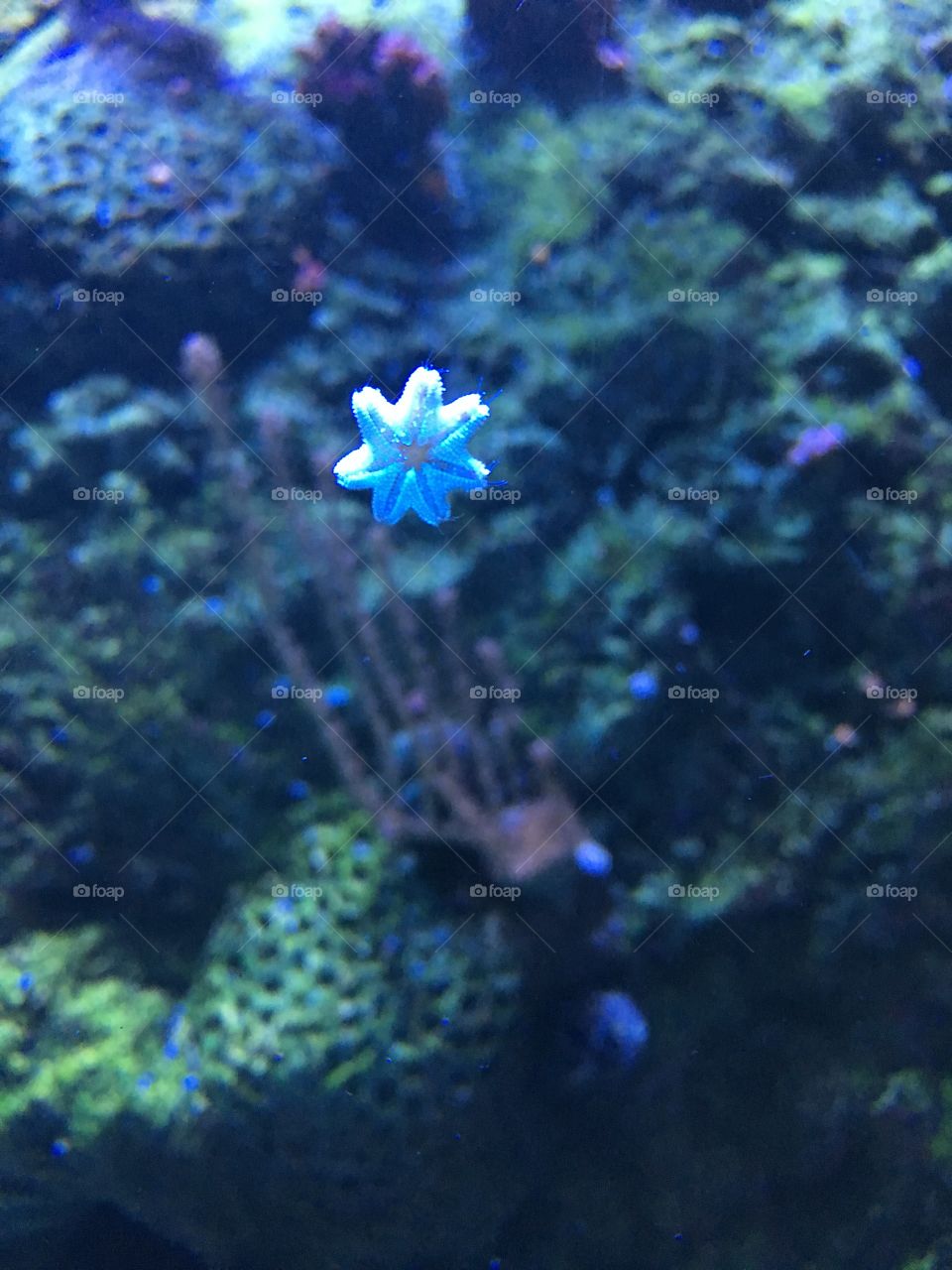 Baby starfish