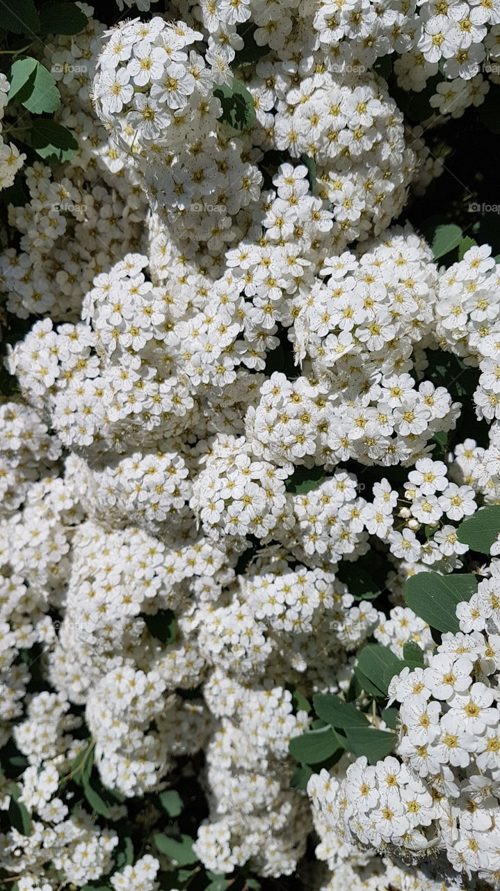 branch with small white flowers