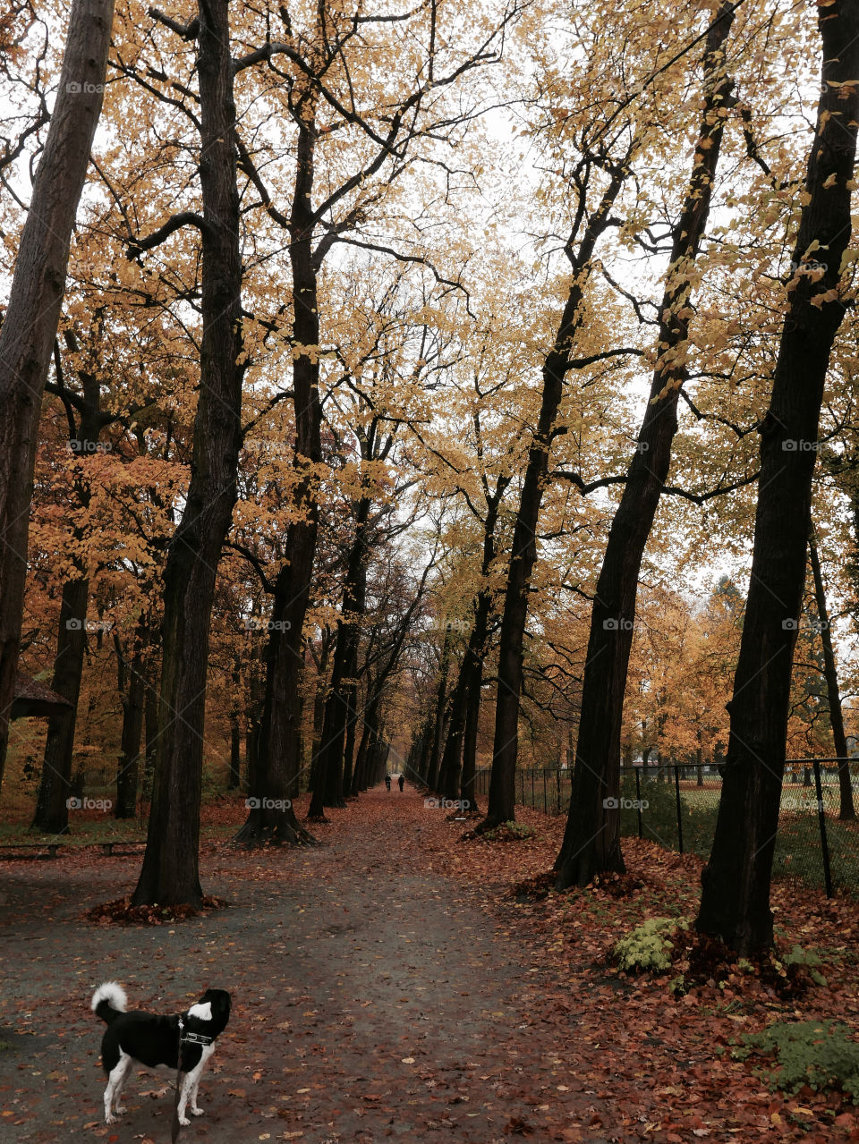 Autumn in a park in Antwerp, Belgium.