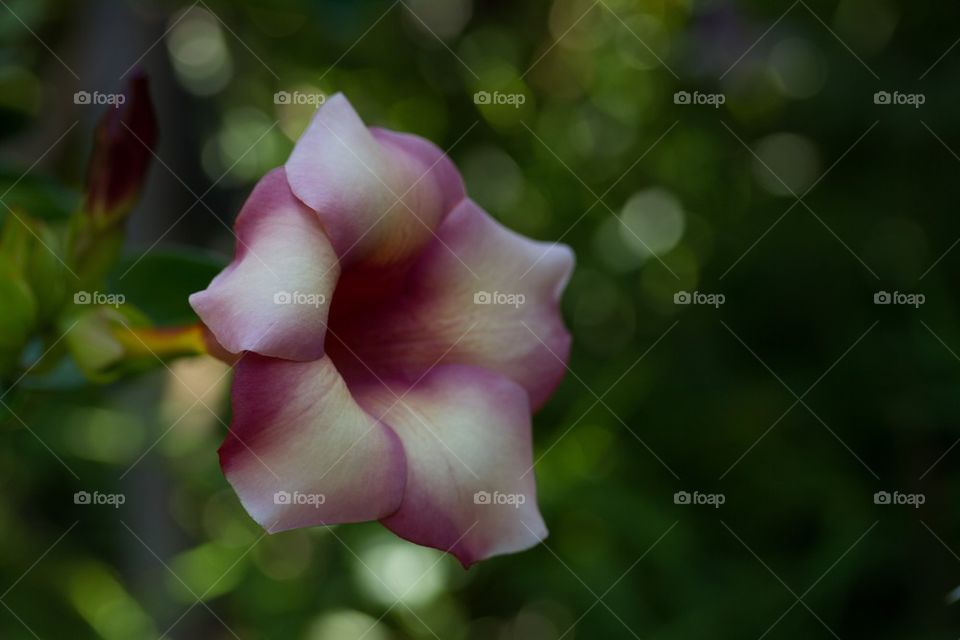 Single Alamanda Flower