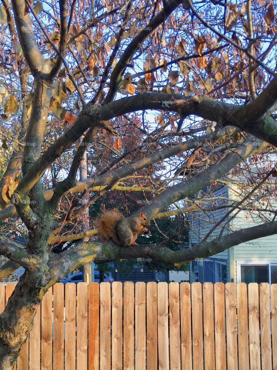Squirrel eating an acorn 