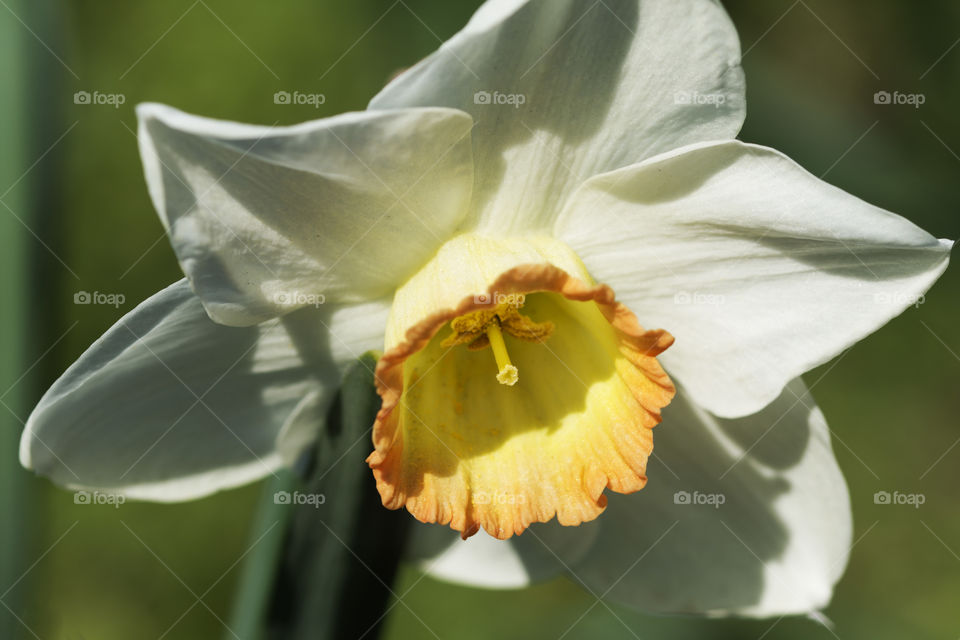 Very beautiful daffodil flower