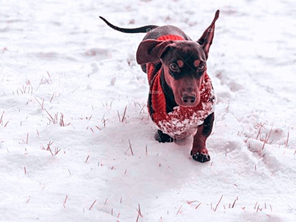 Dachshund in the snow