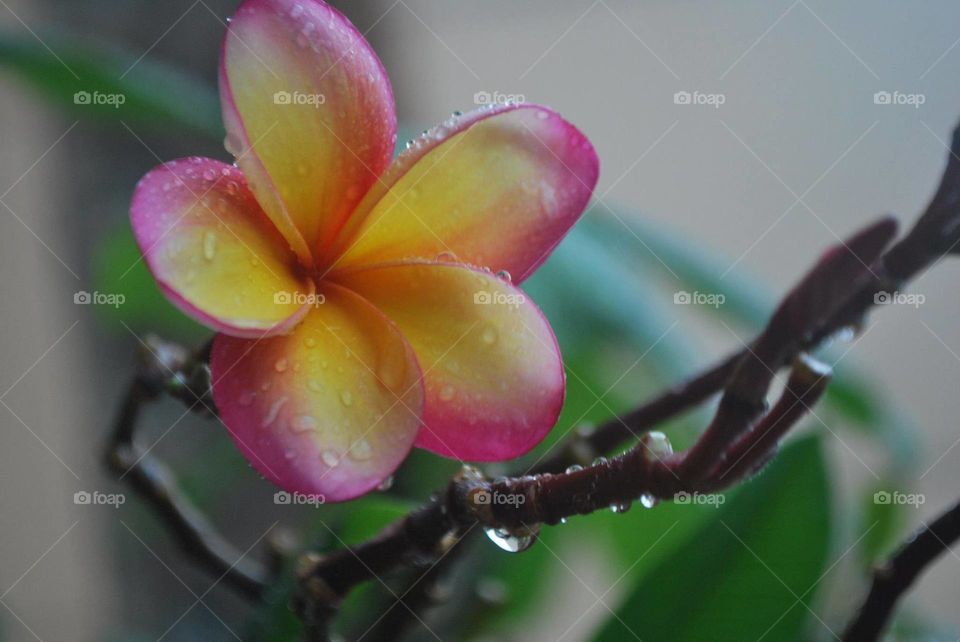 Rain drop flower 
