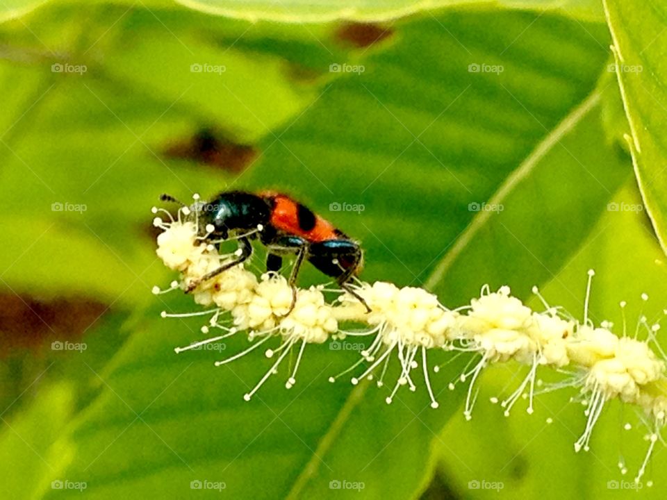 Tiny insect in a big world