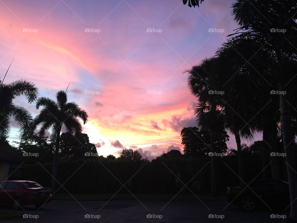 Sunrise through the palm trees. Sunrise 