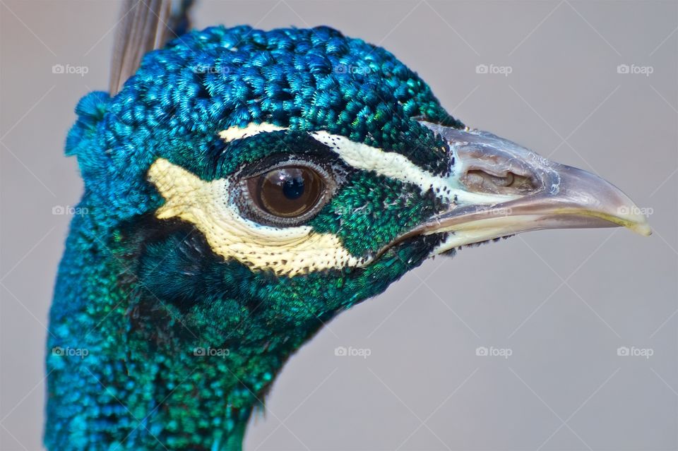Beautiful metallic hues of a peacock’s head feathers