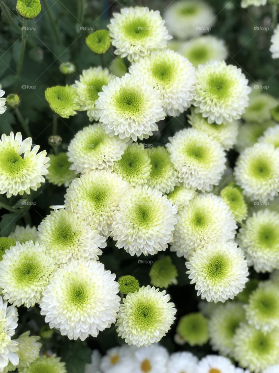 Little green chrysanthemum