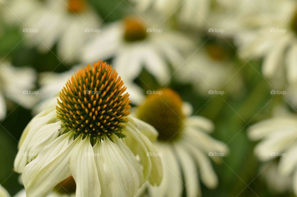 Close up of stunning white and yellow flowers